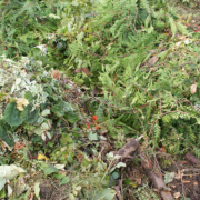 Grünabfall gemischt Laub, Reisig, Zweige